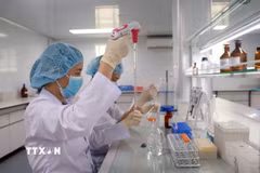 Nghiên cứu viên tại Viện Vắc xin và Sinh phẩm Y tế-Bộ Y tế (trụ sở tại tỉnh Khánh Hòa) nghiên cứu, kiểm định vaccine. (Ảnh: Xuân Triệu/TTXVN)