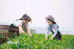 Phát triển vùng nguyên liệu chè đã mang lại cuộc sống ấm no cho bà con dân tộc thiểu số trên địa bàn tỉnh Lai Châu. (Ảnh: TTXVN phát)
