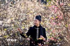 Du khách tham quan vườn mận đang bung nở tại bản Hôm, phường Chiềng Cơi, tỉnh Sơn La. (Ảnh: Quang Quyết/TTXVN)