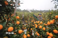 Trồng quất ở làng hoa, cây cảnh Văn Giang, Hưng Yên. (Ảnh: Minh Quyết/TTXVN)