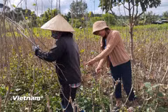 Đồng bào dân tộc ở xã Đinh Văn Lâm Hà triển khai mô hình trồng dâu nuôi tằm để phát triển kinh tế, thoát nghèo bền vững. (Ảnh: Nguyễn Dũng/Vietnam+)