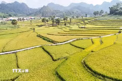 Những thửa ruộng bậc thang ở Bản Tèn vào mùa lúa chín. (Ảnh: Hoàng Nguyên/TTXVN)