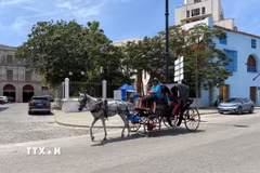 Xe ngựa đưa du khách tham quan thủ đô La Habana (Cuba), ngày 20/8/2026. (Ảnh: Ngọc Duy/TTXVN)