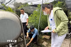 Các vũng nước đọng là môi trường thuận lợi cho muỗi và bọ gậy phát triển, làm tăng nguy cơ xuất hiện và lan rộng các ổ dịch sốt xuất huyết. (Ảnh: Nguyễn Cúc/TTXVN)