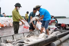 Sự cố cá chết hàng loạt trên hồ Trị An khiến người nuôi thiệt hại hàng tỷ đồng. (Ảnh: Lê Xuân/TTXVN)