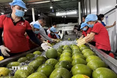 Khu sơ chế bưởi da xanh tại nhà máy Kim Thanh (xã Giao Long, tỉnh Vĩnh Long). (Ảnh: Huỳnh Phúc Hậu/TTXVN)
