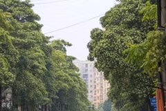 Hà Nội điều chỉnh mật độ cây hoa sữa. (Ảnh: Vietnam+)