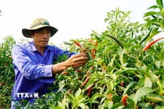 Người trồng ớt xã An Phú thu hoạch cầm chừng chờ giá lên. (Ảnh: Lê Phước Ngọc/TTXVN)