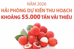 Năm 2026: Hải Phòng dự kiến thu hoạch khoảng 55.000 tấn vải thiều