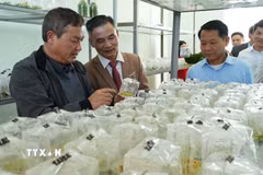 Các đại biểu tham quan Phòng cấy mô tế bào thực vật tại Trung tâm Đổi mới sáng tạo và Chuyển đổi số tỉnh Lai Châu. (Ảnh: Nguyễn Oanh/TTXVN)