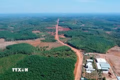 Không chỉ mang ý nghĩa bảo vệ tài nguyên thiên nhiên, những cánh rừng Mã Đà còn đóng vai trò quan trọng trong điều hòa khí hậu, giữ nguồn nước và bảo vệ môi trường sinh thái cho khu vực. (Ảnh: Đậu Tất Thành/TTXVN)