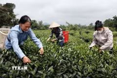 Nhiều hộ gia đình cung cấp chè búp cho HTX Hảo Đạt. (Ảnh: Trần Việt/TTXVN)