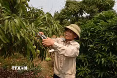 Ông Vũ Đức Nhuận ở thôn Thiệu Mỹ, xã Hà Đông, thành phố Hải Phòng chăm sóc vườn vải. (Ảnh: Mạnh Minh/TTXVN)