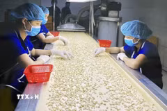 Công nhân chọn hạt điều chất lượng phục vụ cho xuất khẩu. (Ảnh: Hồng Nhung/TTXVN)