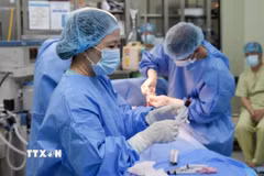 Thực hiện thu hoạch tủy xương. (Ảnh: TTXVN phát)