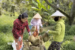 Thu hoạch sầu riêng. (Ảnh minh họa: Công Trí/TTXVN)