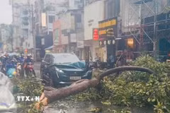Hiện trường một vụ cây xanh ngã, đổ tại Thành phố Hồ Chí Minh. (Ảnh: Linh Sơn/TTXVN phát)