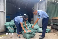 Lực lượng chức năng thu giữ gần 8 tấn chân gà không rõ nguồn gốc tại thành phố Móng Cái. (Ảnh: TTXVN phát)