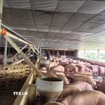 Lợn nhiễm chất cấm (chất Salbutamol) trong chăn nuôi tại một trại chăn nuôi ở thành phố Đồng Nai. (Ảnh: Công Phong/TTXVN)