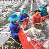 Thu hoạch tôm nuôi mô hình công nghệ cao. (Ảnh: TTXVN phát)