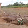 Người dân Đắk Lắk vất vả tìm nguồn nước tưới vào những mùa khô hạn. (Ảnh: Kha Phạm/TTXVN)