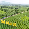 Đồi chè Cầu Đá, xã La Bằng - điểm du lịch văn hóa trà hấp dẫn tại Thái Nguyên. (Nguồn: Vietnam+)