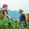 Phụ nữ Mông lên nương thu hái chè Shan Tuyết, bắt đầu một ngày lao động quen thuộc trên các triền chè cổ thụ. (Ảnh: Quỳnh Anh/ TTXVN)