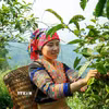 Đôi bàn tay thoăn thoắt lựa chọn những búp chè non, mỗi búp chè không chỉ mang hương vị núi rừng mà còn gửi gắm hy vọng về cuộc sống ổn định của người dân nơi đây. (Ảnh: Quỳnh Anh/TTXVN)