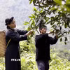 Thu hái chè cổ thụ Shan tuyết. (Ảnh: Trần Trang/TTXVN)