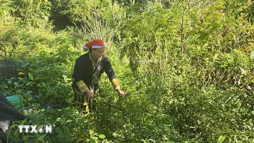 Chị Tẩn Mẩy Líu, xã viên Hợp tác xã Cộng đồng Dao đỏ lên rừng hái lá thuốc. (Ảnh: Hương Thu/TTXVN)