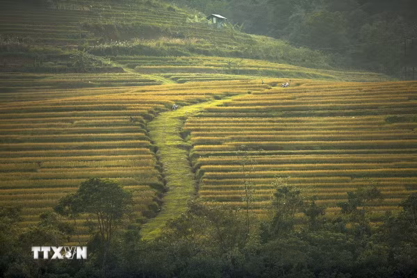Sắc vàng ruộng bậc thang Miền Đồi tại Phú Thọ níu chân du khách