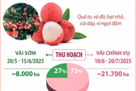 Bắc Giang dự kiến thu hoạch hơn 165.000 tấn vải thiều trong năm 2025