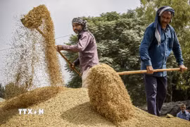 Nông dân tách vỏ trấu khỏi hạt gạo. (Ảnh: AFP/TTXVN)