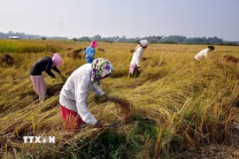 Nông dân thu hoạch lúa trên cánh đồng ở Nagaon (Ấn Độ). (Ảnh: ANI/TTXVN)