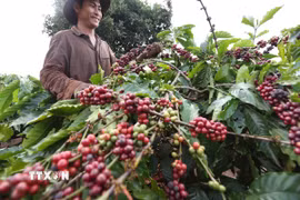Thu hoạch càphê của Công ty Càphê 706 (Tổng Công ty Càphê Việt Nam) ở Ia Grai (Gia Lai). (Ảnh: Vũ Sinh/TTXVN)