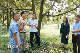 Các đơn vị chuyên môn tìm hiểu quy trình canh tác sầu riêng tại Hợp tác xã sầu riêng Bàu Đồn, xã Bàu Đồn, huyện Gò Dầu (Tây Ninh). (Ảnh minh họa: Thanh Tân/TTXVN)