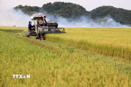 Thu hoạch lúa gạo ở xã An Nhơn, huyện Đạ Tẻh (tỉnh Lâm Đồng). (Ảnh: Hồng Đạt/TTXVN)