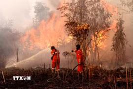 Lính cứu hỏa dập đám cháy tại Riau (Indonesia) ngày 20/7/2025. (Ảnh: THX/TTXVN)