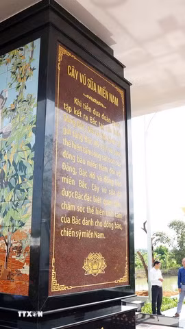 Bia kỷ niệm Bác Hồ với cây vú sữa miền Nam bên dòng kênh Chắc Băng, xã Trí Phải, tỉnh Cà Mau. (Ảnh: Hồng Đạt/TTXVN)