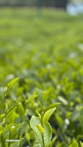 Những đồi chè ở Thái Nguyên không chỉ là vùng nguyên liệu mà đang dần trở thành những điểm đến. (Nguồn: Vietnam+)