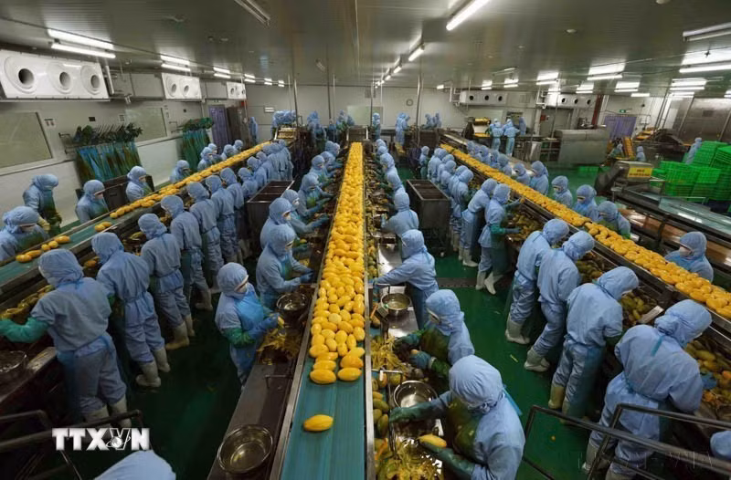 Nhà máy chế biến nông sản của Công ty TNHH B’LaoFood ở khu công nghiệp Lộc Sơn, thành phố Bảo Lộc, là nhà máy lớn nhất của tỉnh Lâm Đồng, có dây chuyền sản xuất với thiết bị máy móc, công nghệ hiện đại của Thụy Điển. (Ảnh: Vũ Sinh/TTXVN)