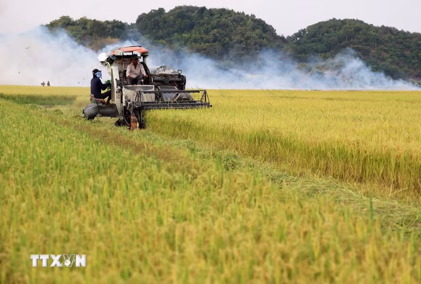Thu hoạch lúa gạo. (Ảnh: Hồng Đạt/TTXVN)