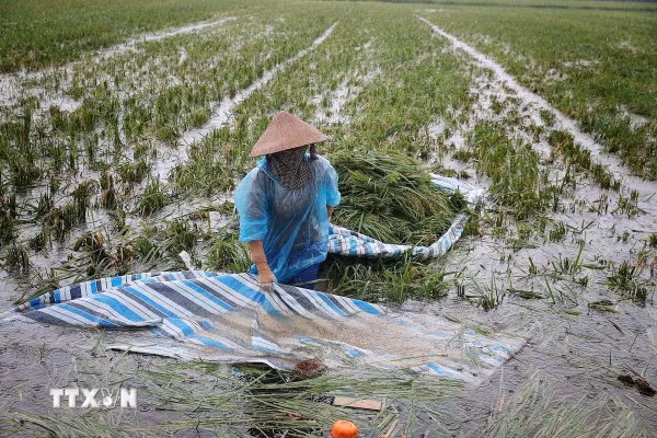 Hà Nội: Nước sông Tích dâng cao, nhiều khu vực xã Kiều Phú ngập sâu