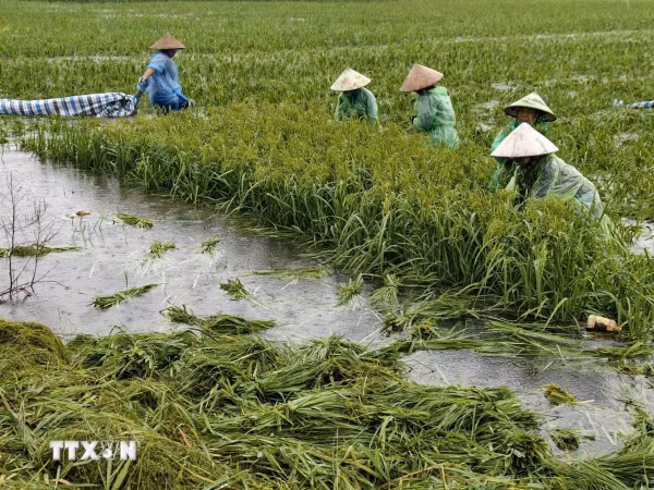 Nông dân ngoại thành Hà Nội gặt lúa chạy lụt do mưa lớn kéo dài