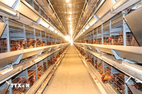 AI mở hướng phát triển chăn nuôi thông minh tại Việt Nam