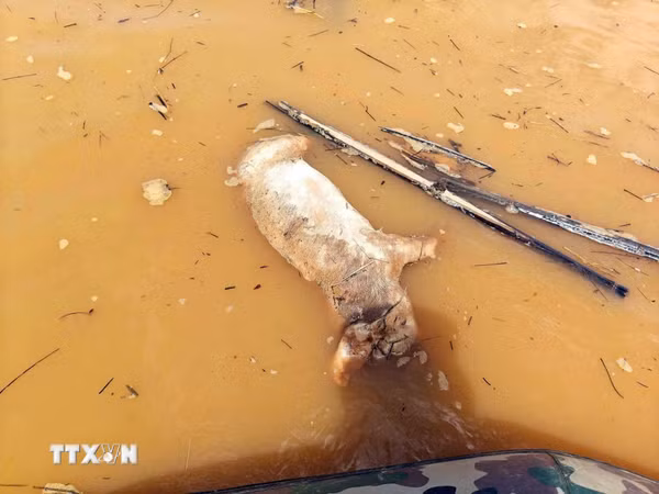 Lâm Đồng: Nguy cơ ô nhiễm, dịch bệnh từ xác lợn chết thả trôi sông Đồng Nai