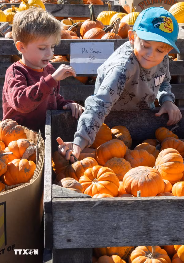 Rộn ràng mùa tham quan vườn bí ngô dịp Halloween tại Ontario