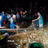 Những mẻ lưới đầy cá bạc má tươi rói sau chuyến biển của ngư dân xã Cổ Đạm. (Ảnh: Hữu Quyết/TTXVN)