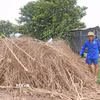 Đống chà được chất bằng thân cây ớt và cây ngô khô, nơi chuột đồng tìm đến trú vào mùa nước nổi. (Ảnh: Công Mạo/TTXVN)