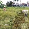 Lo sợ lúa ngã đổ bị nảy mầm, nông dân tranh thủ thu hoạch khi hết mưa. (Ảnh: Đinh Hương/TTXVN)